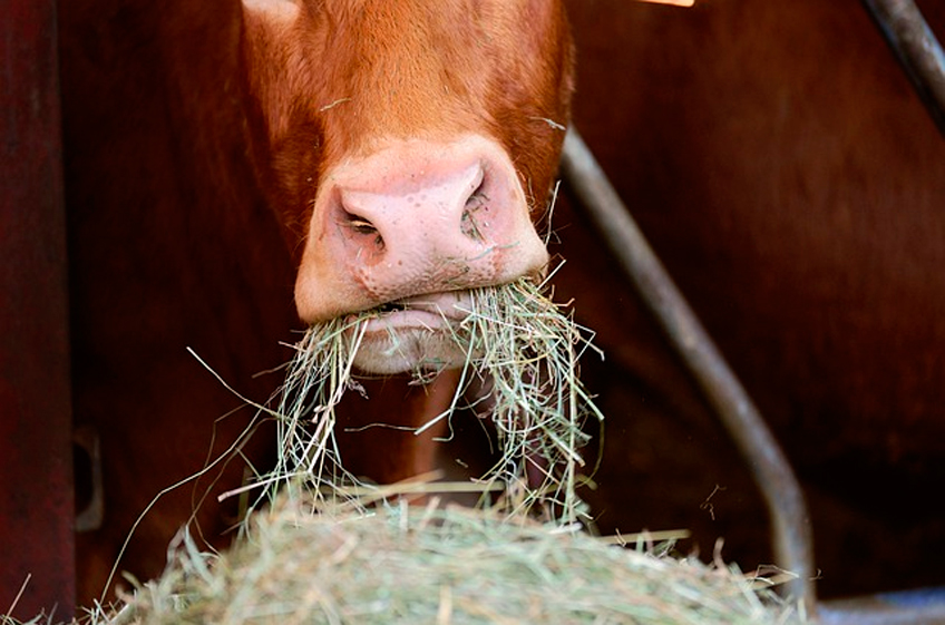Поголовье крупного рогатого скота в Крыму за 10 лет сократилось на 7,2%м