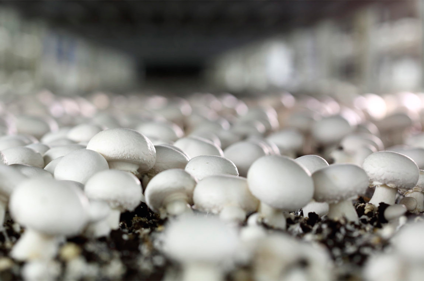 Россия в 2023 году увеличила производство грибов на 13,3%