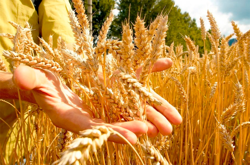 Минсельхоз США не изменил прогноз экспорта пшеницы из России и повысил оценку урожая