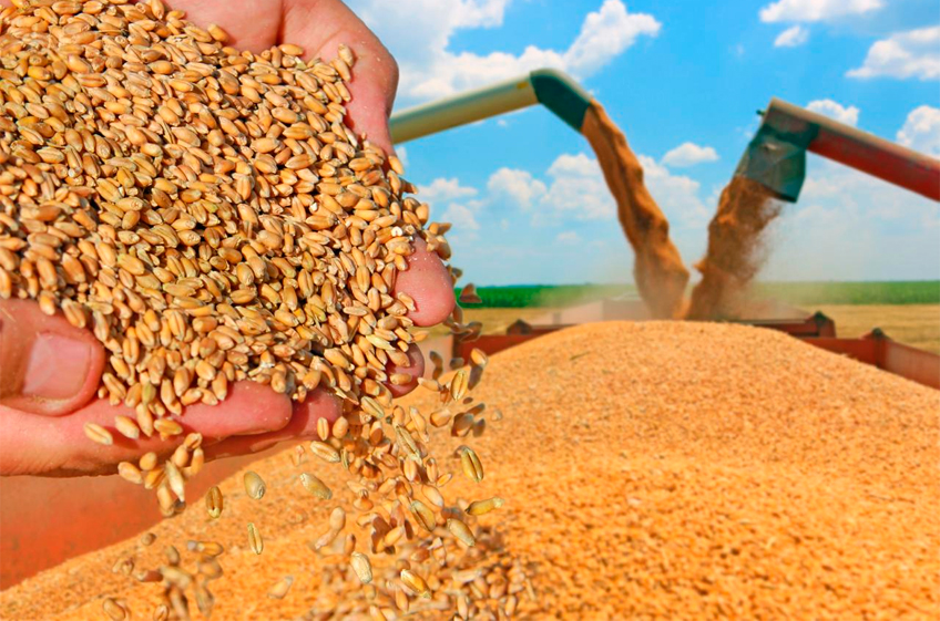 РЗС: Россия в следующем сельхозгоду может экспортировать 66 млн тонн зерна