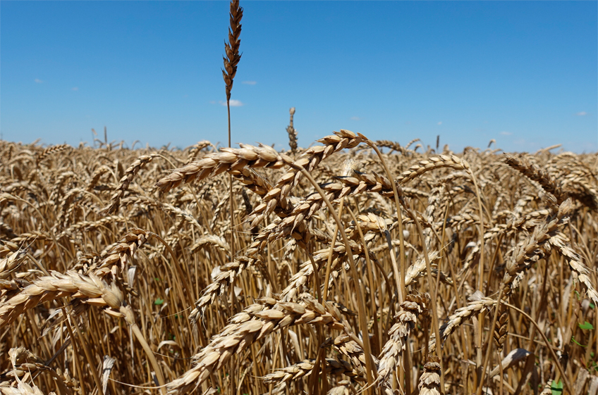 Почти половина пшеницы урожая 2023 года соответствует 4-му классу качества
