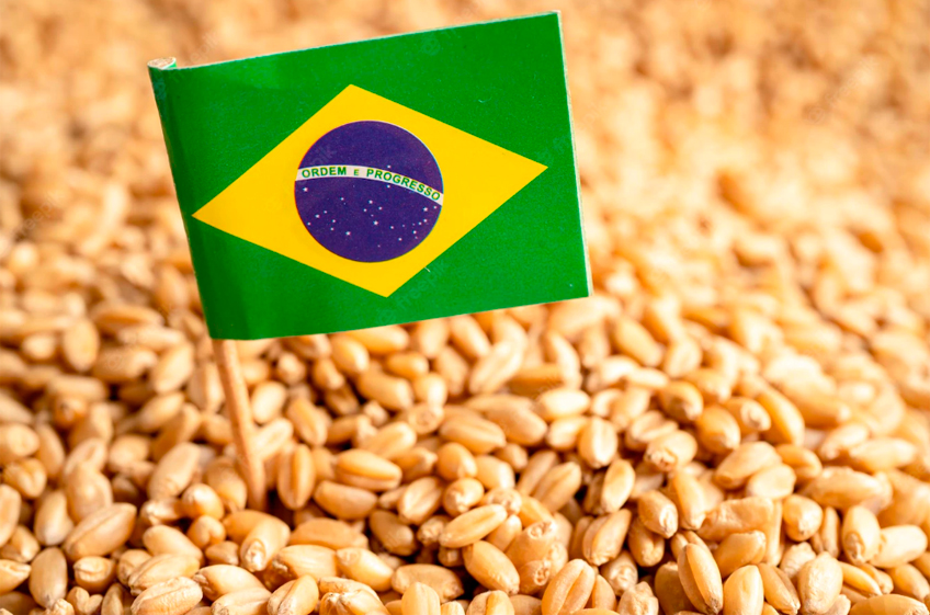 Россия стала вторым поставщиком пшеницы в Бразилию в 2023 году