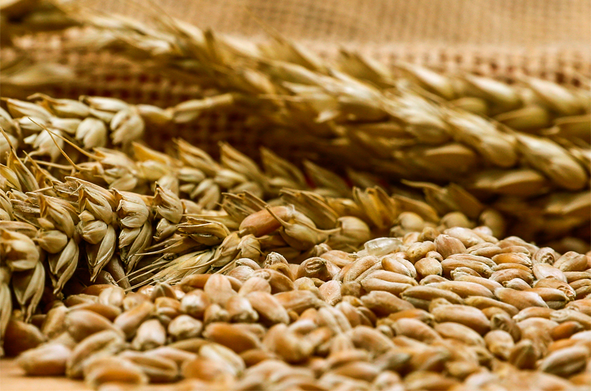 Росстат: к началу марта запасы пшеницы в сельхозпредприятиях выросли на 1,1%