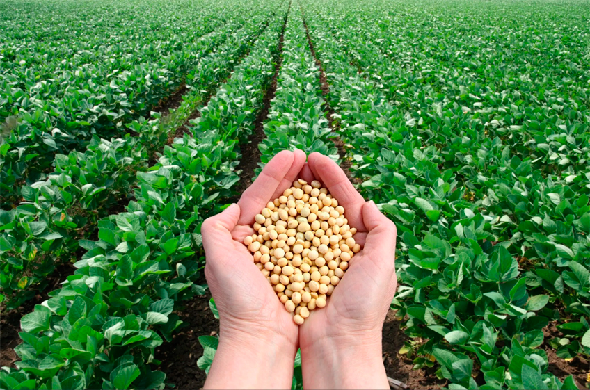 В США ожидается сокращение посевов кукурузы в пользу сои