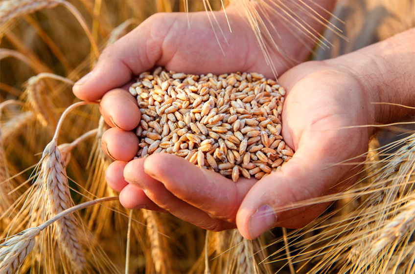 ИКАР в очередной раз снизил прогноз сбора пшеницы в России в 2024 году