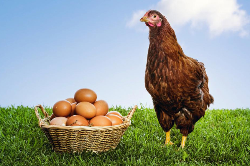 Росстат: яйца в России за год подорожали в 1,5 раза, мясо кур — на 26,4%