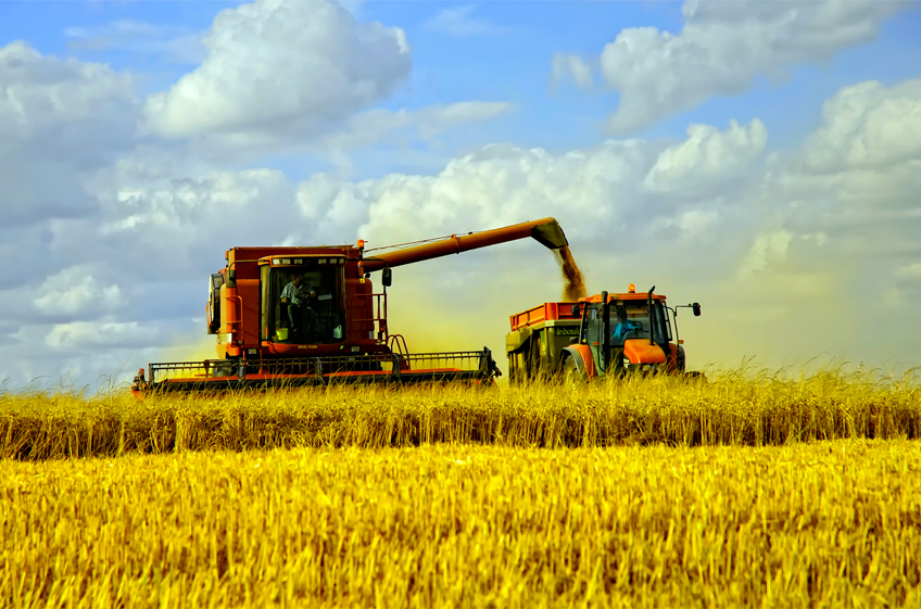 ИКАР снизил прогноз сбора зерна в России до 142 млн тонн в этом году из-за засухи на юге