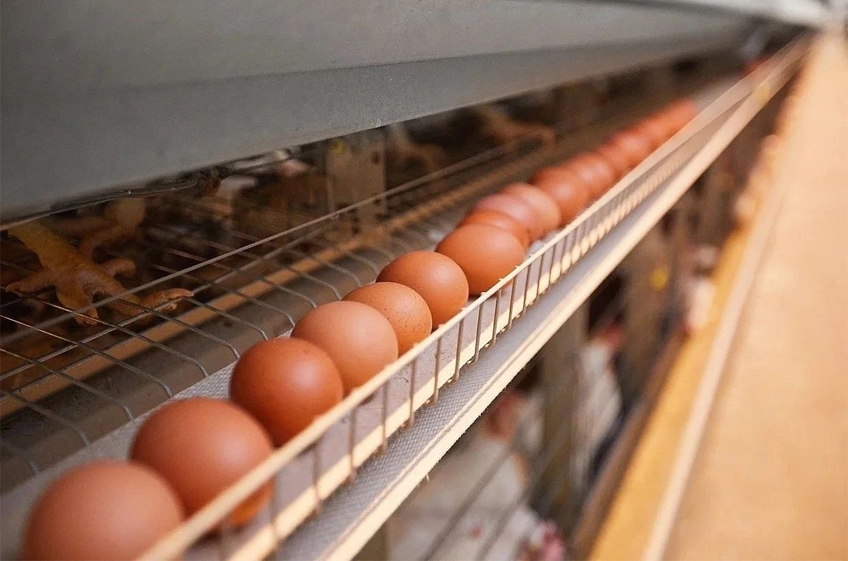 Российские птицефабрики с начала года снизили производство яиц на 2,4%