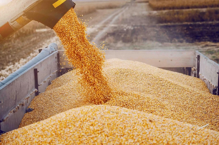 Минсельхоз РФ намерен повысить до 18 тыс. рублей за тонну базовую цену пшеницы для расчета экспортной пошлины