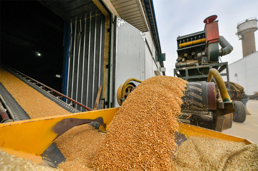 Минсельхоз РФ пока не планирует пересматривать прогноз по экспорту и урожаю зерна