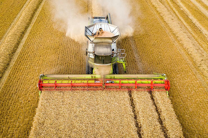 «СовЭкон» понизил прогноз урожая пшеницы в России в текущем году до 82,1 млн тонн