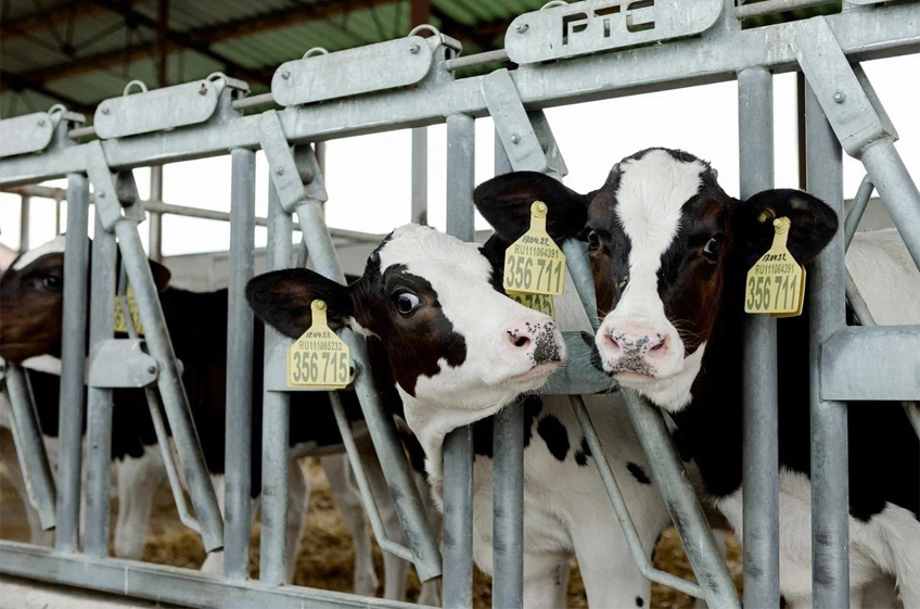 Правительство РФ повысило до 30% объем возмещения затрат на строительство молочных ферм