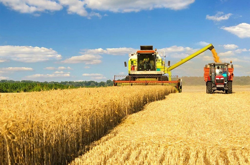 Сбор зерна в России в 2024 году может составить 134,2 млн тонн