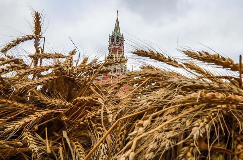 Россия в текущем сезоне впервые займет более четверти мирового экспорта пшеницы