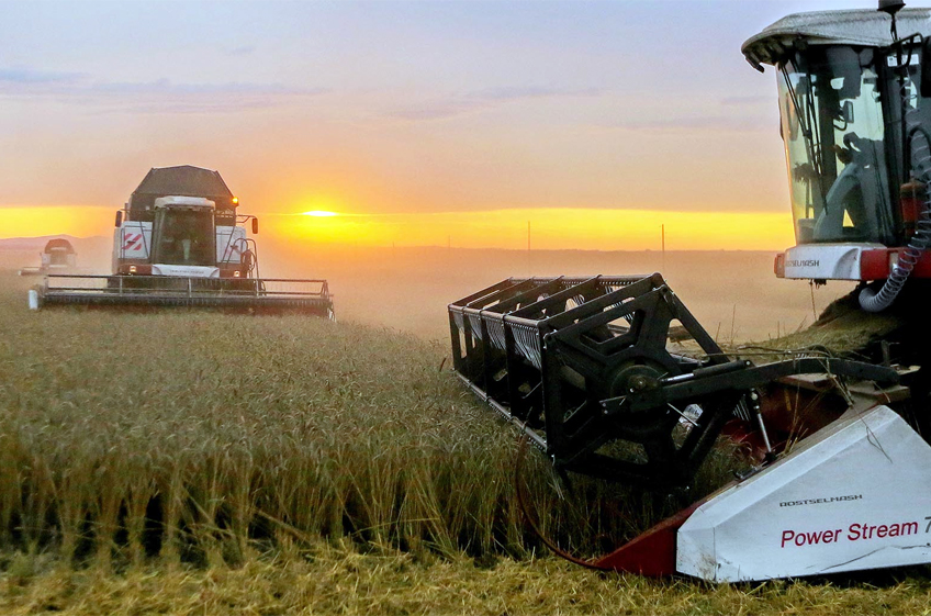 РЗС: в этом году сбор зерна в России может быть ниже 130 млн тонн