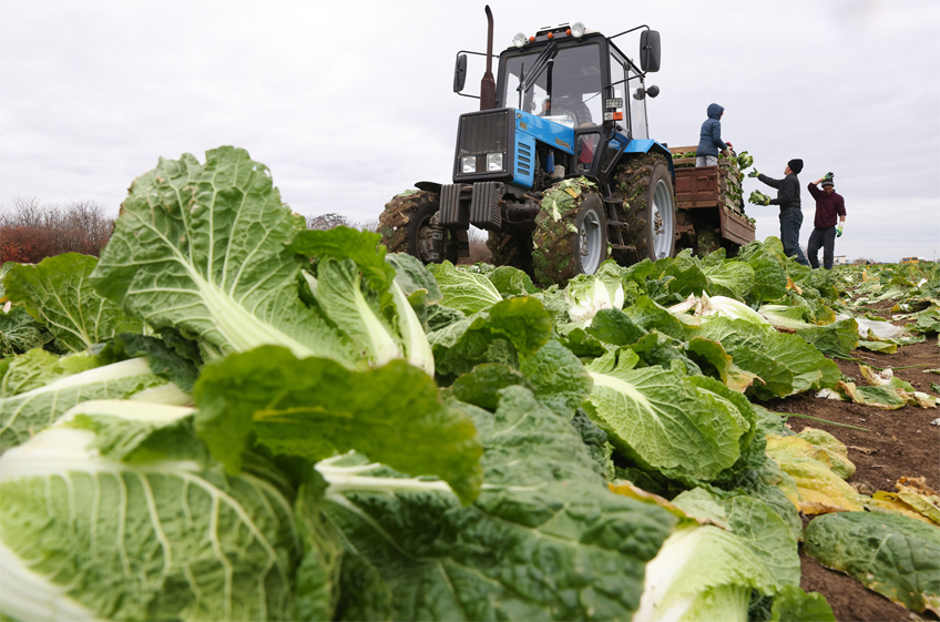 ФТС: экспорт продукции АПК из России в январе-сентябре сократился на 4%