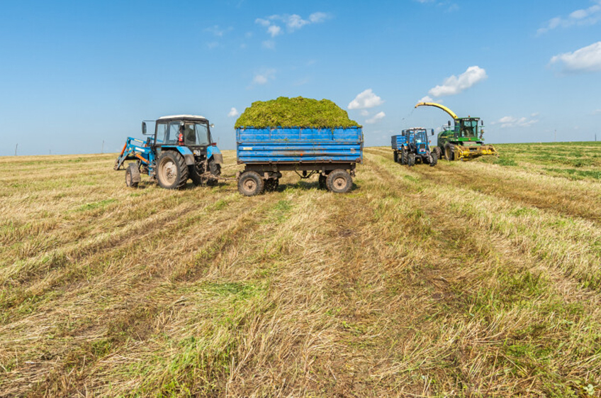 Производство сельхозпродукции в СНГ в первом полугодии 2024 года выросло на 2,5%