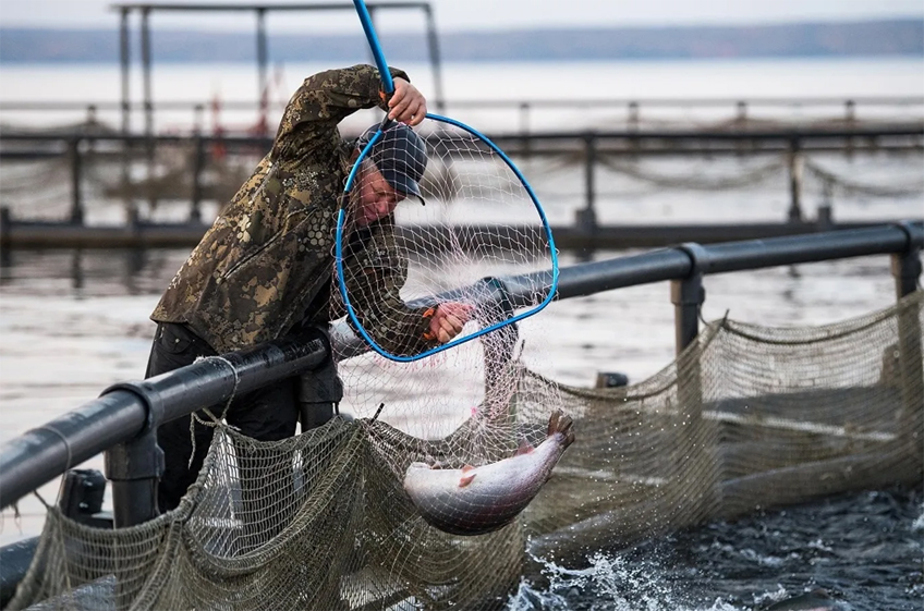 Россия в 2024 году снизила производство продукции аквакультуры на 5,5%