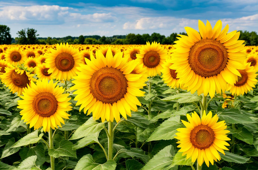 Сбор основных масличных культур в России в 2025 году составит 32,6 млн тонн