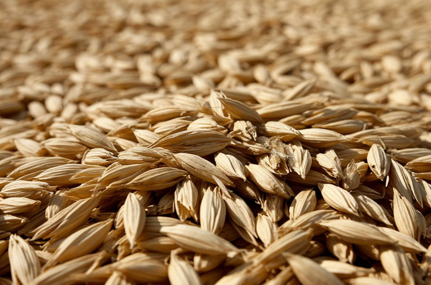 Россия в октябре экспортировала рекордные 67 тыс. тонн овса