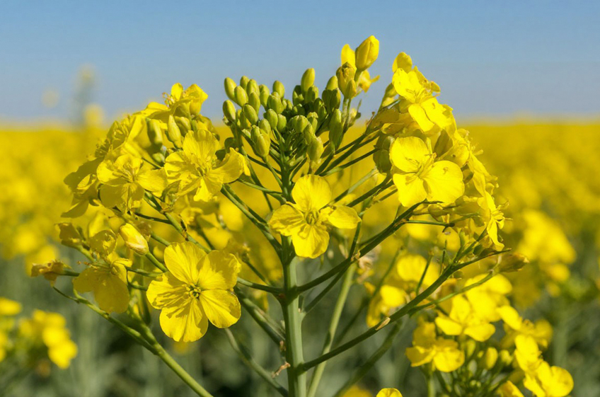В России урожай рапса почти на 600 тыс. тонн превышает прошлогодний уровень В России урожай рапса почти на 600 тыс. тонн превышает прошлогодний уровень