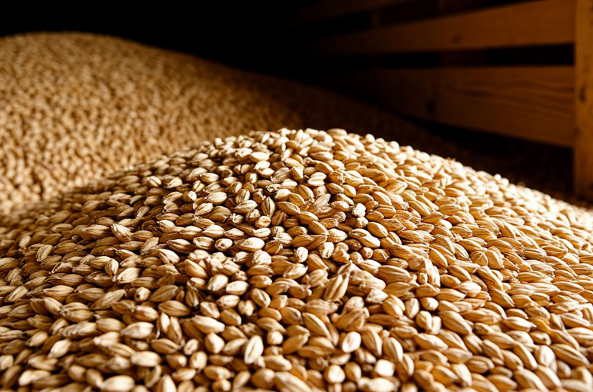 «СовЭкон»: внутренние цены на российскую пшеницу опустились до полуторалетнего минимума