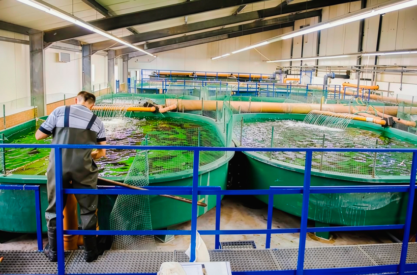 Россия в 2025 году увеличила производство товарной аквакультуры на 3%